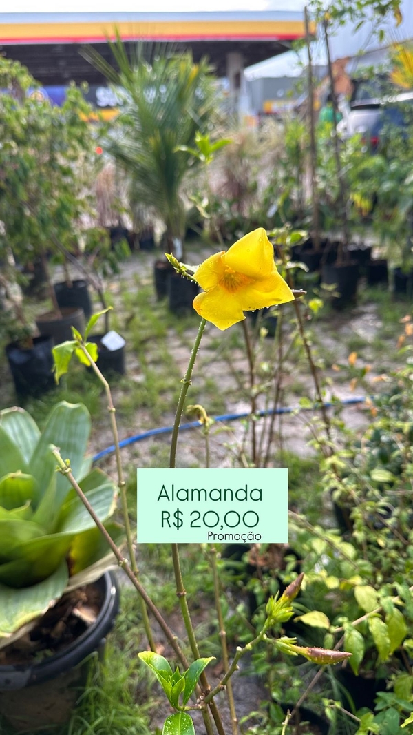Alamanda Trepadeira