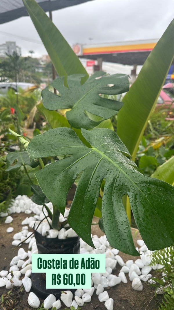 COSTELA DE ADÃO