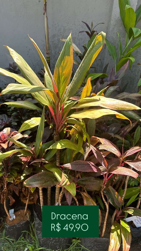 Dracena Vermelha