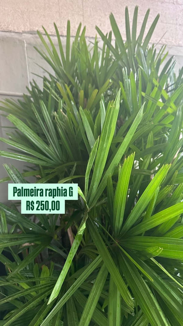 PALMEIRA RAPHIA  G