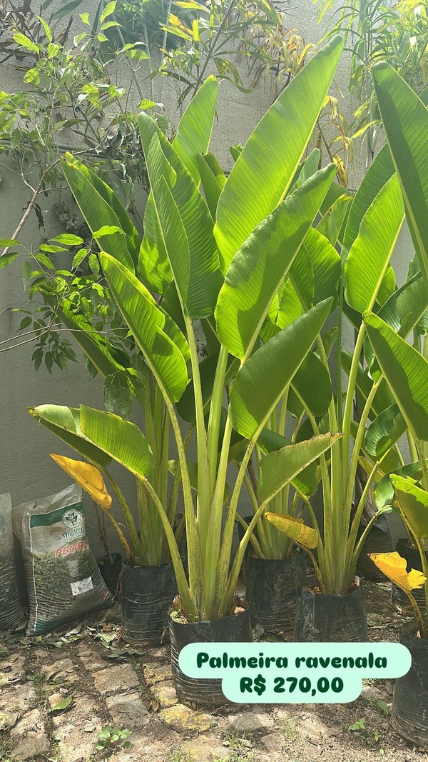 Palmeira Ravenala G