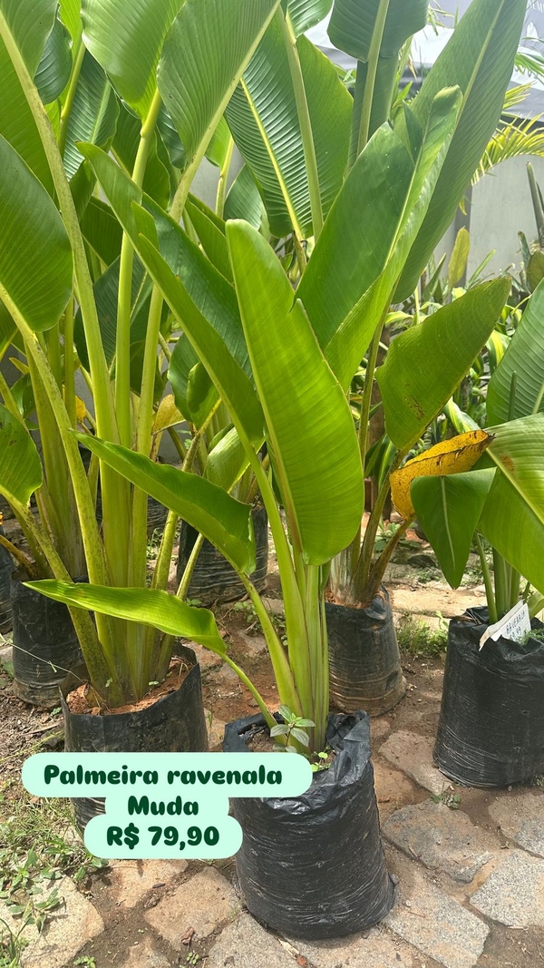 Palmeira Ravenala MUDA P