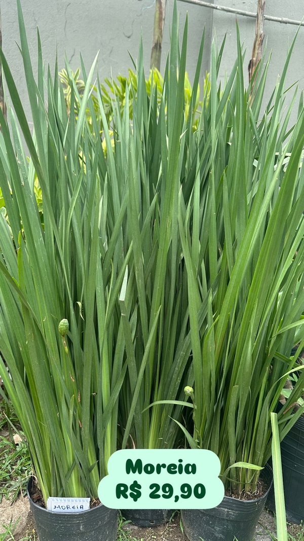 PLANTA MOREIA