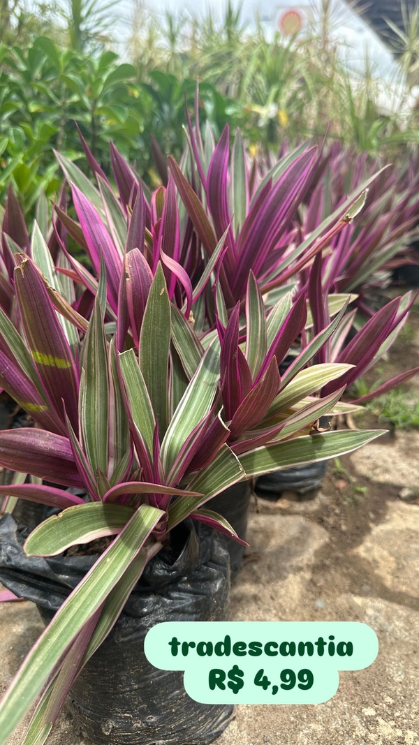 TRADESCANTIA ROXO