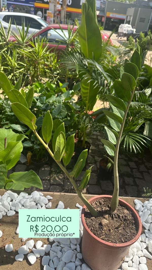 Zamioculca